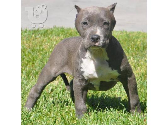 AMERICAN PIT BULL TERRIER PUPPY για υιοθεσία